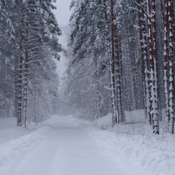 Janow Forests Landscape Park