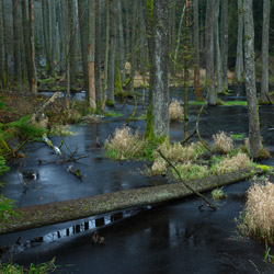 Janow Forests Nature Reserve, Janow Forests Landscape Park