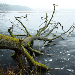 Imielty Ług Nature Reserve, Janow Forest Landscape Park