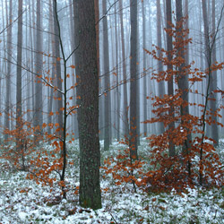 Janow Forests Nature Reserve, Janow Forests Landscape Park