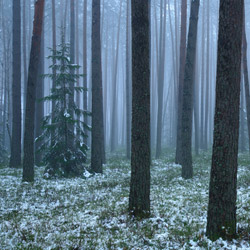 Rezerwat przyrody Lasy Janowskie, Park Krajobrazowy Lasy Janowskie