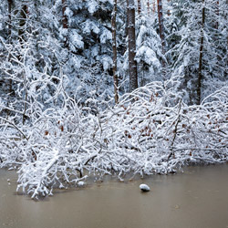 Janow Forests Landscape Park