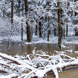 Janow Forests Landscape Park