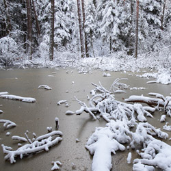 Janow Forests Landscape Park