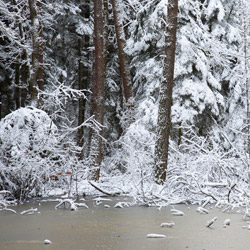 Janow Forests Landscape Park