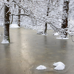 Janow Forests Landscape Park