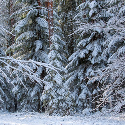 Szklarnia Nature Reserve, Janow Forest Landscape Park