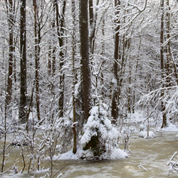 Szklarnia Nature Reserve, Janow Forest Landscape Park