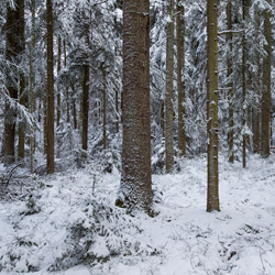 Szklarnia Nature Reserve, Janow Forest Landscape Park