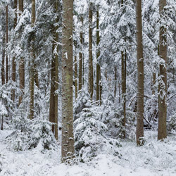 Szklarnia Nature Reserve, Janow Forest Landscape Park