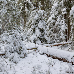 Szklarnia Nature Reserve, Janow Forest Landscape Park