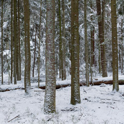 Szklarnia Nature Reserve, Janow Forest Landscape Park