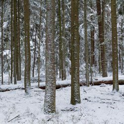 Rezerwat przyrody Szklarnia, Park Krajobrazowy Lasy Janowskie