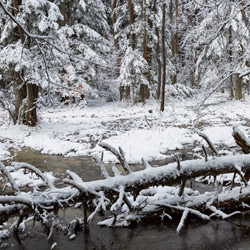 Szklarnia Nature Reserve, Janow Forest Landscape Park