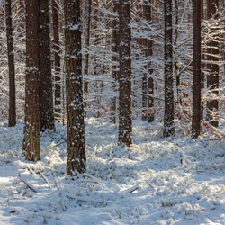 Szklarnia Nature Reserve, Janow Forest Landscape Park