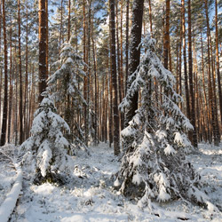 Szklarnia Nature Reserve, Janow Forest Landscape Park