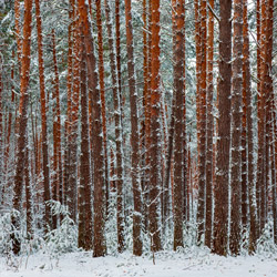 Janow Forests Landscape Park