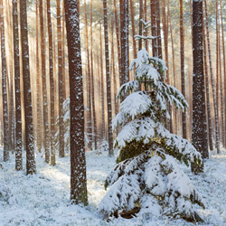 Szklarnia Nature Reserve, Janow Forests Landscape Park