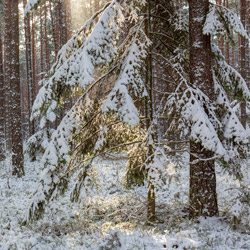 Janow Forests Landscape Park