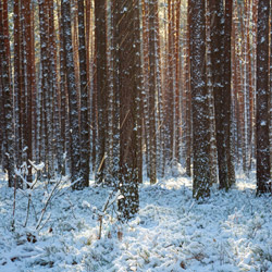 Janow Forests Landscape Park