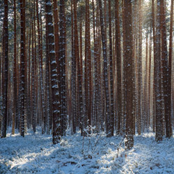 Janow Forests Landscape Park