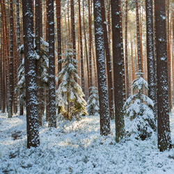 Janow Forests Landscape Park