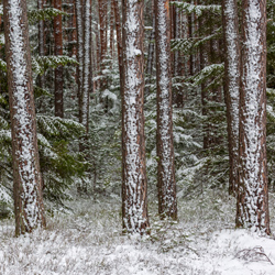 Janow Forests Landscape Park