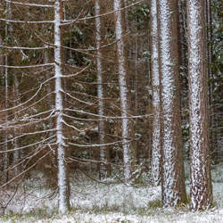 Janow Forests Landscape Park