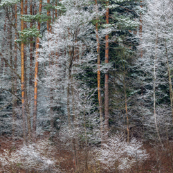 Janow Forests Landscape Park