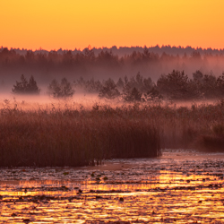 Imielty Ług Nature Reserve, Janow Forest Landscape Park