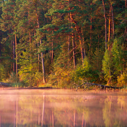 Rezerwat przyrody Imielty Ług, Park Krajobrazowy Lasy Janowskie