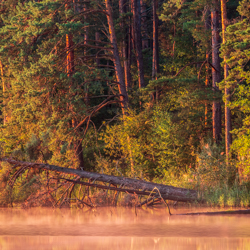 Imielty Ług Nature Reserve, Janow Forest Landscape Park