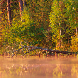 Imielty Ług Nature Reserve, Janow Forest Landscape Park