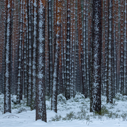 Janow Forests Landscape Park