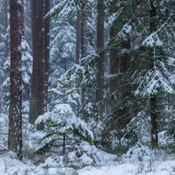 Janow Forests Landscape Park