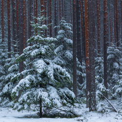 Janow Forests Landscape Park