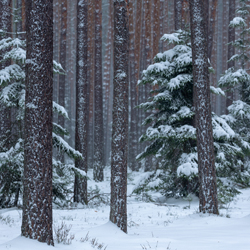 Janow Forests Landscape Park