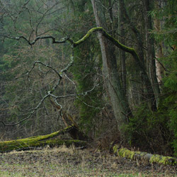 Rezerwat przyrody Lasy Janowskie, Park Krajobrazowy Lasy Janowskie