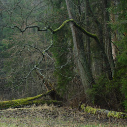 Janow Forests Nature Reserve, Janow Forests Landscape Park