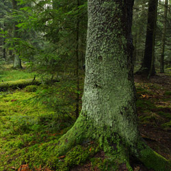 Janow Forests Nature Reserve, Janow Forests Landscape Park