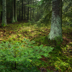 Janow Forests Nature Reserve, Janow Forests Landscape Park