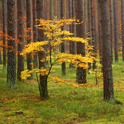 Janow Forests Landscape Park