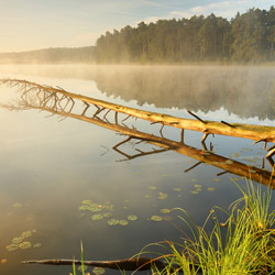 Imielty Ług Nature Reserve, Janow Forest Landscape Park