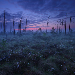 Obary Nature Reserve in Solska Primeval Forest