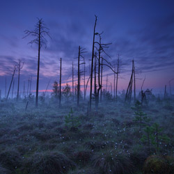 Obary Nature Reserve in Solska Primeval Forest