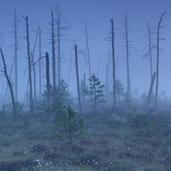 Obary Nature Reserve in Solska Primeval Forest