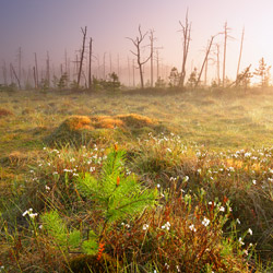 Obary Nature Reserve in Solska Primeval Forest