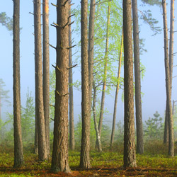 Obary Nature Reserve in Solska Primeval Forest