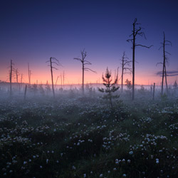 Obary Nature Reserve in Solska Primeval Forest