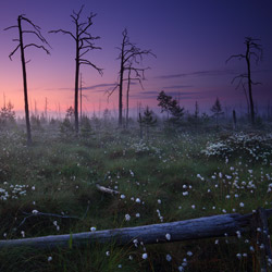 Obary Nature Reserve in Solska Primeval Forest